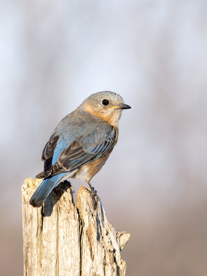 Eastern Bluebird (f)