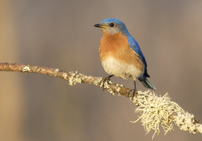 Eastern Bluebird (Charlie 5Dm3)