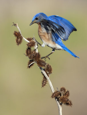 Eastern Bluebird