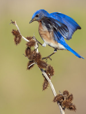 Bluebird Vibrance