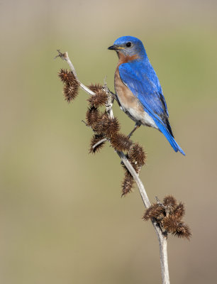 Eastern Bluebird (full crop)