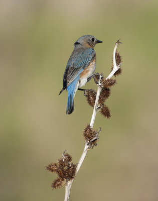 Eastern Bluebird (f)
