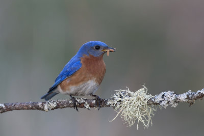 Eastern Bluebird (low light)