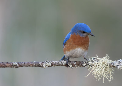 Eastern Bluebird (low light)