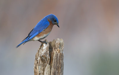 Eastern Bluebird (low light)