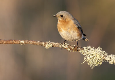 Eastern Bluebird (f)