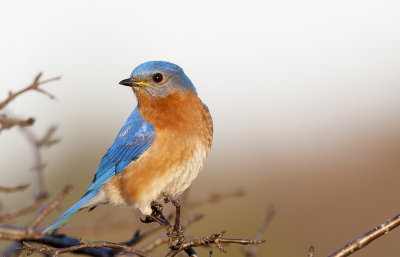 Eastern Bluebird