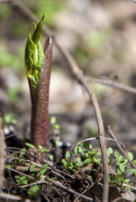 Jack in the Pulpit