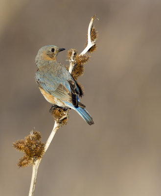 Eastern Bluebird (f)