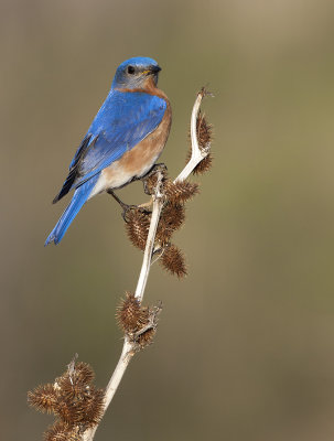 Eastern Bluebird
