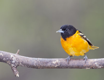 Baltimore Oriole