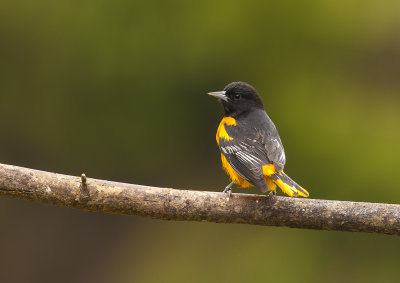 Baltimore Oriole