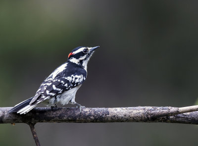 Downy Woodpecker