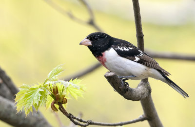 Rose-breasted Grosbeak