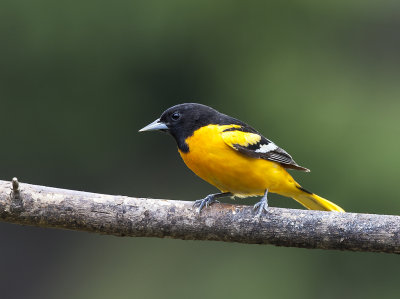 Baltimore Oriole