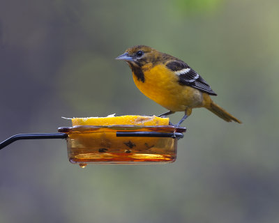 Baltimore Oriole (f)