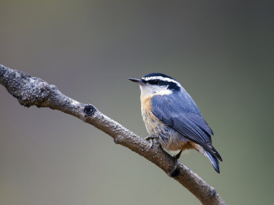 Red-breasted Nuthatch