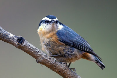 Red-breasted Nuthatch