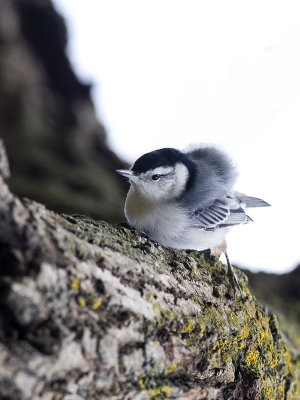 White-breasted Nuthatch