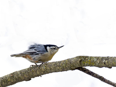 White-breasted Nuthatch