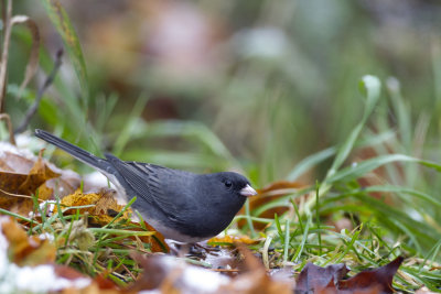 dark-eyed junco