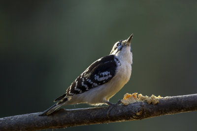 Hairy Woodpecker (f)