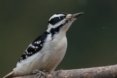 Hairy Woodpecker (f)