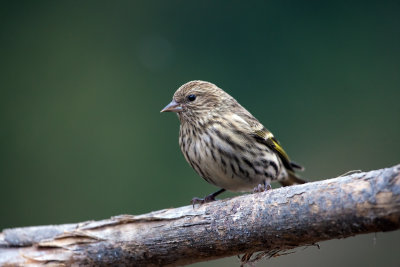 Pine Siskin