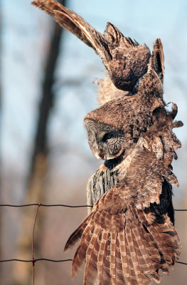 Great Grey Owl revisit