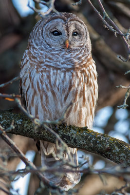 Barred Owl (2014 revisit)