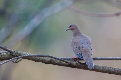 Mourning Dove