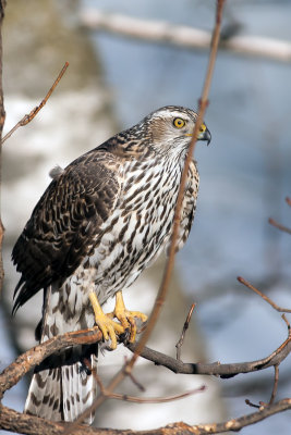 Coopers Hawk (juvenile)