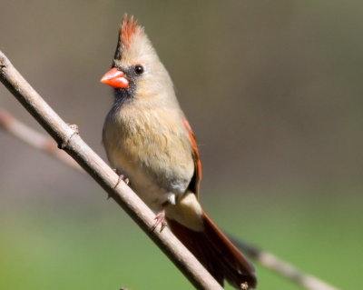 Northern Cardinal (f) revisit