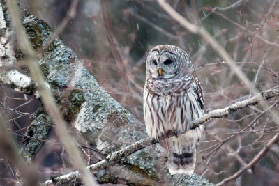 Barred Owl thru Window