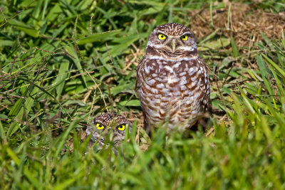 Burrowing Owl Pair