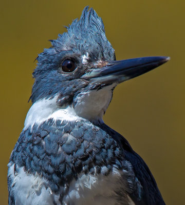 belted_kingfisher