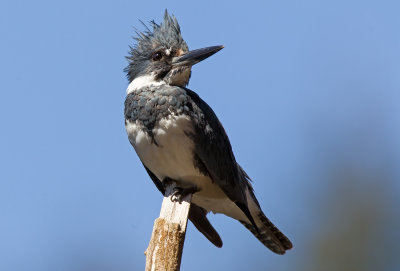 Belted Kingfisher