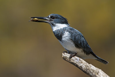 Belted Kingfisher