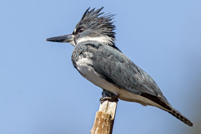 Belted Kingfisher