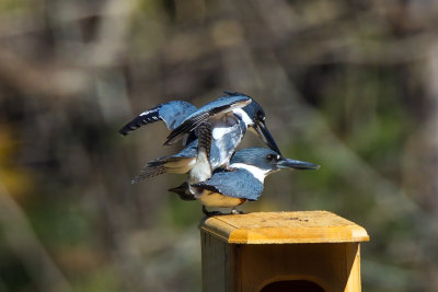 Mating Belted Kingfishers