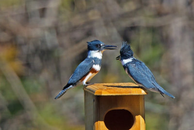 belted_kingfisher