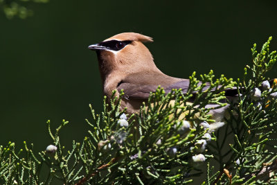 Cedar Waxwing