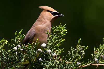 Cedar Waxwing