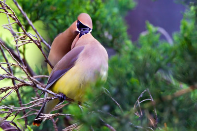 cedar_waxwings