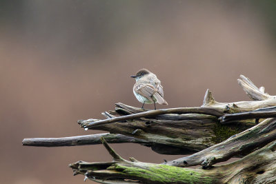 Flycatcher