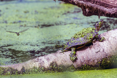 Painted turtle with Dragonfly