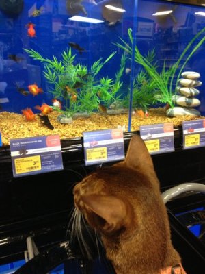 One of his Petsmart trips - CAT TV = fish