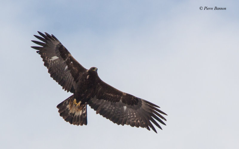 Aigle royal (Clarenceville, 27 mars 2008)