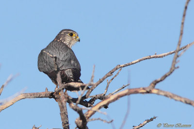 Faucon merillon (SantaMaria, 17 fvrier 2014)