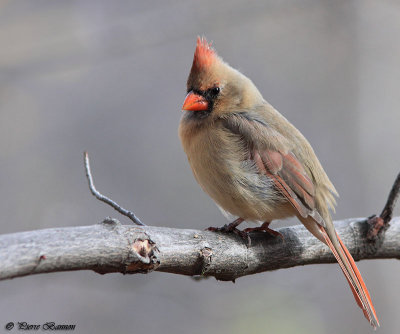 Cardinal rouge (Longueuil, 29 octobre 2014)